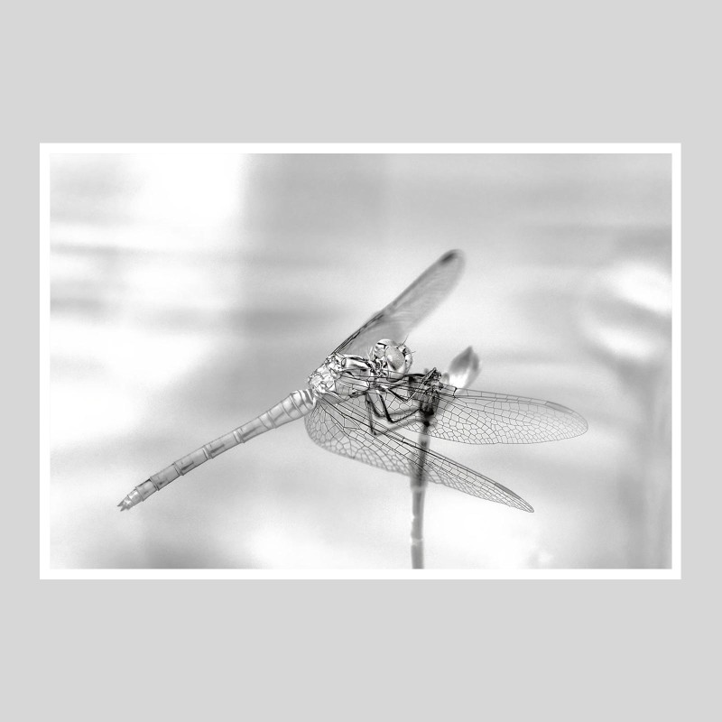 Hahnemülhe Photo Silk Baryta - 310g/m²