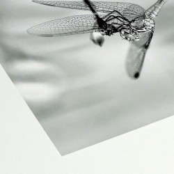 Hahnemülhe Photo Silk Baryta - 310g/m²