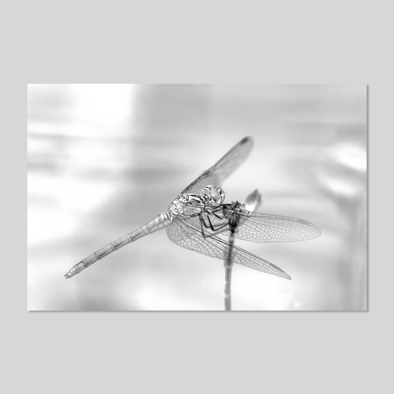 Contrecollage sur papier Hahnemülhe Photo Silk Baryta - 310g/m²