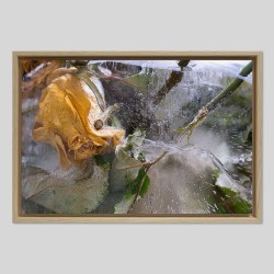 Caisse américaine prestige bois chêne sur papier Hahnemülhe Agave 290g